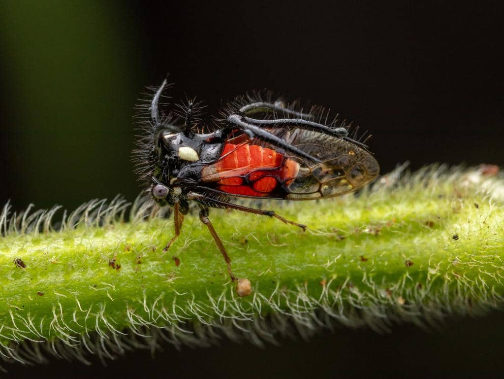 Serangga Cyphonia trifida