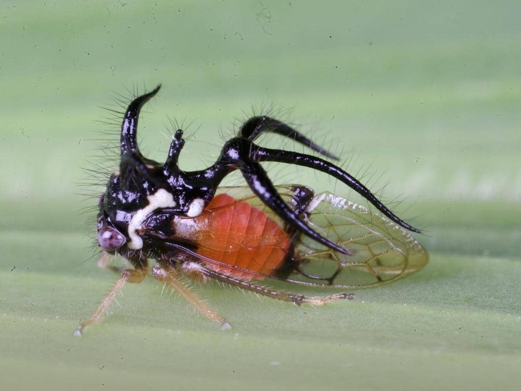 Serangga Cyphonia trifida