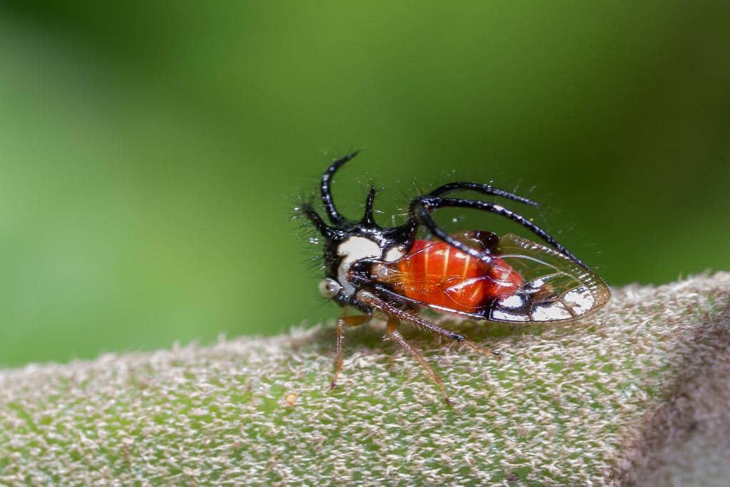 Serangga Cyphonia trifida