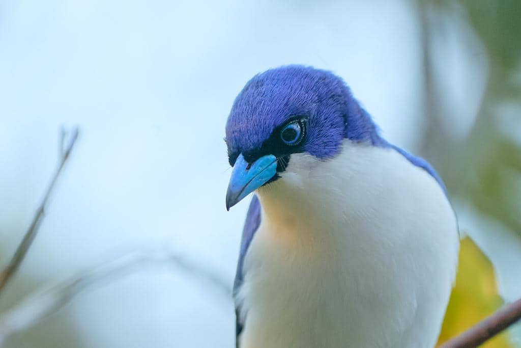 5 Fakta Madagascar Blue Vanga, Burung Cantik Penghuni Pulau Madagaskar