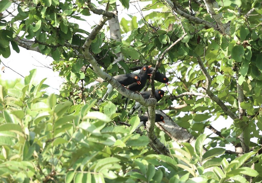 Burung Prionops retzii