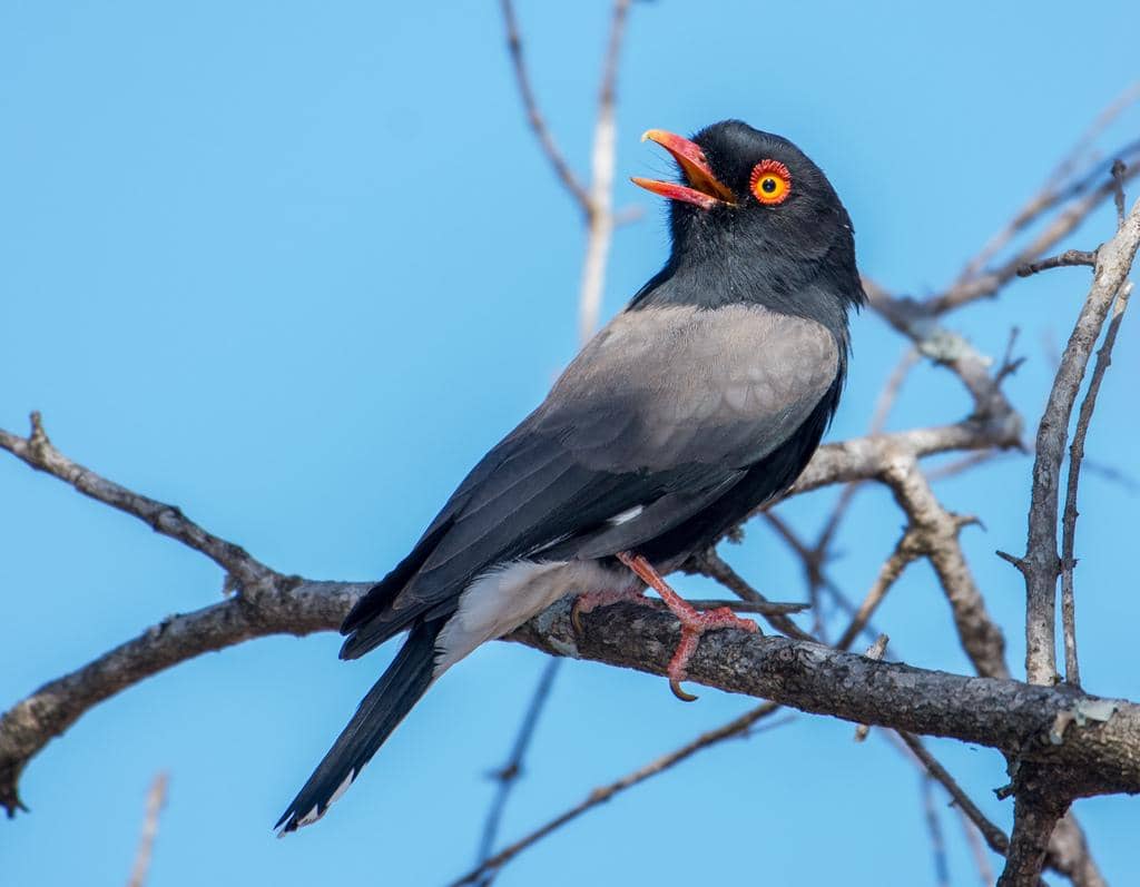 5 Fakta Retz's Helmetshrike, Burung Afrika dengan Bulu Mata Menawan