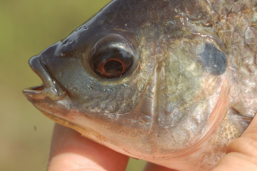 ikan nila
