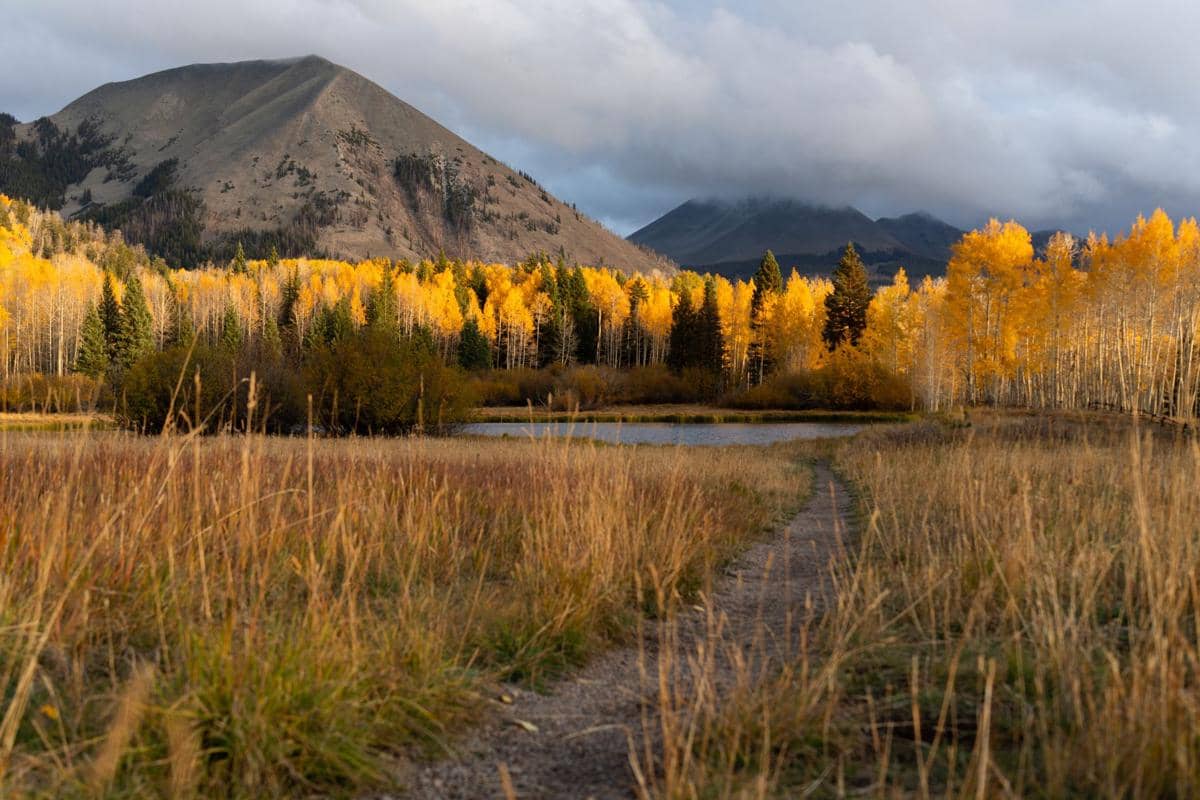 Hutan Pando Utah