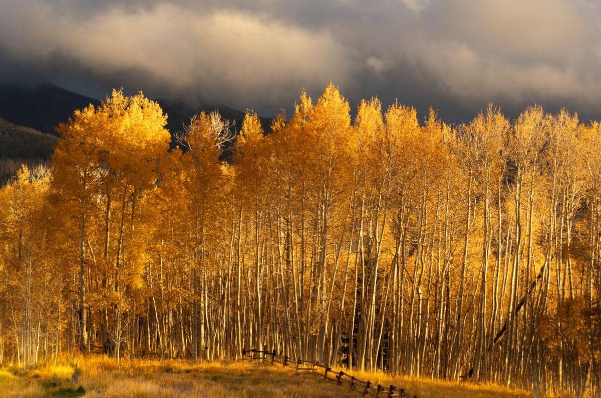 Hutan Pando Utah