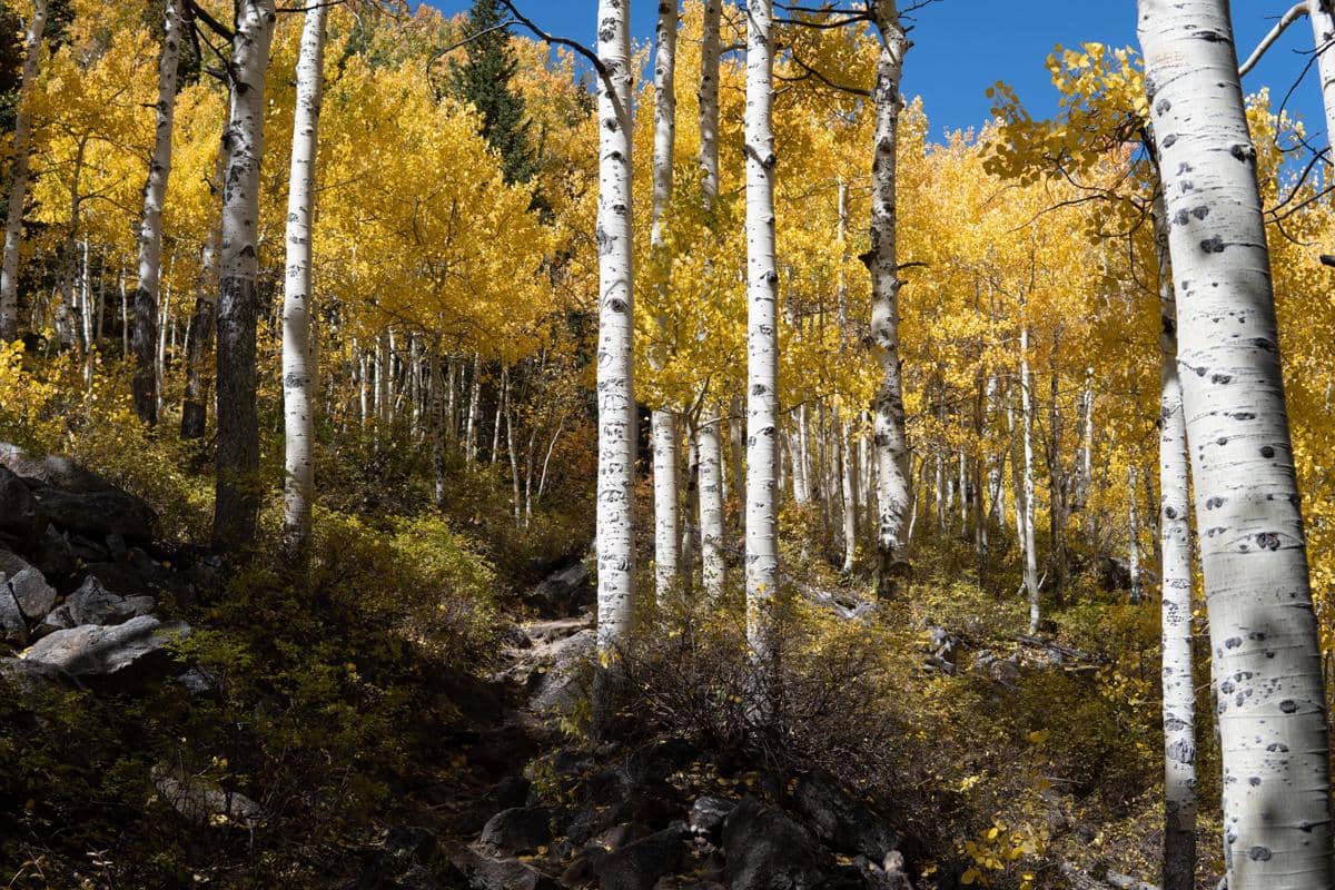 Hutan Pando Utah