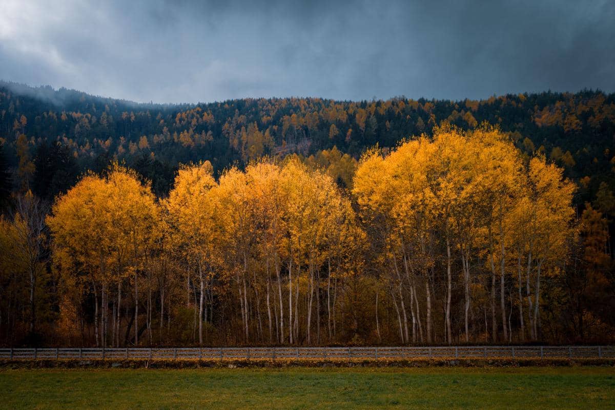 Hutan Pando Utah