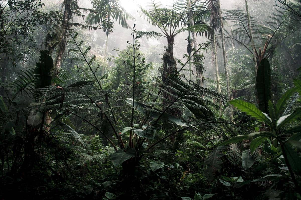 ilustrasi hutan hujan