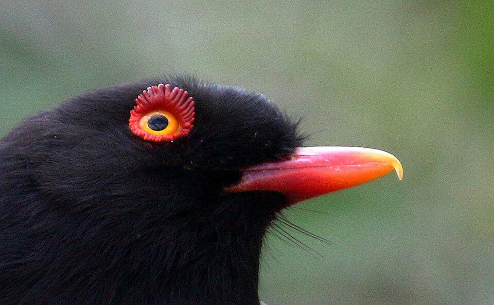 Burung Prionops retzii