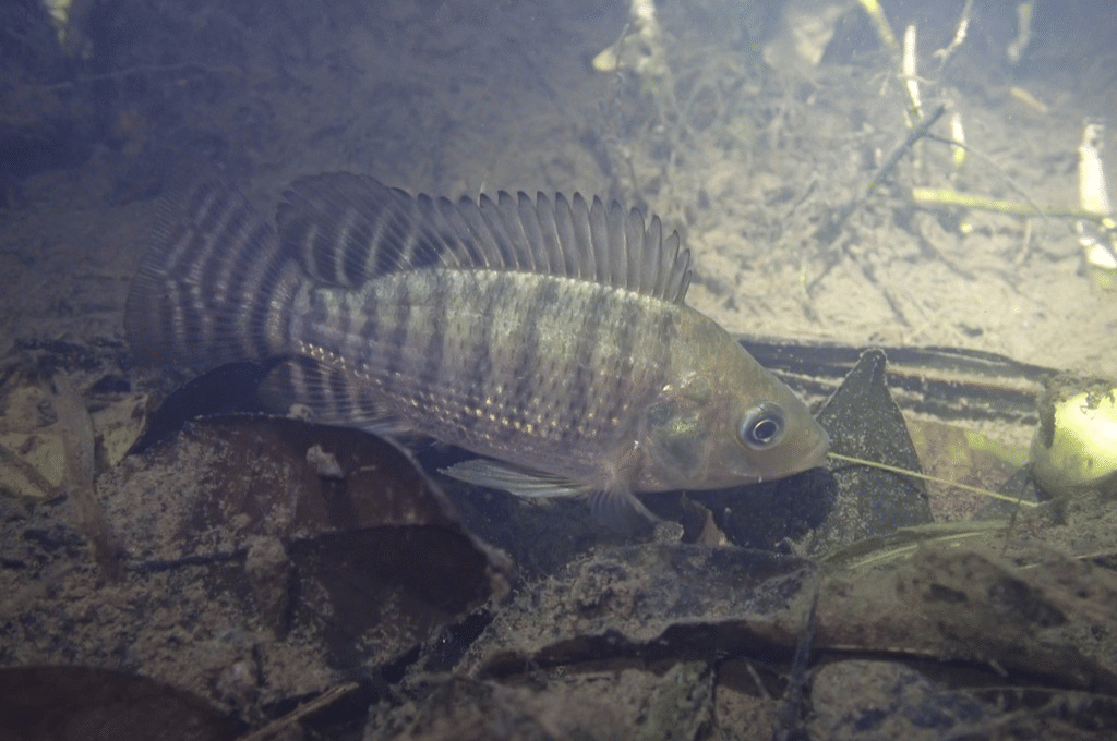 ikan nila