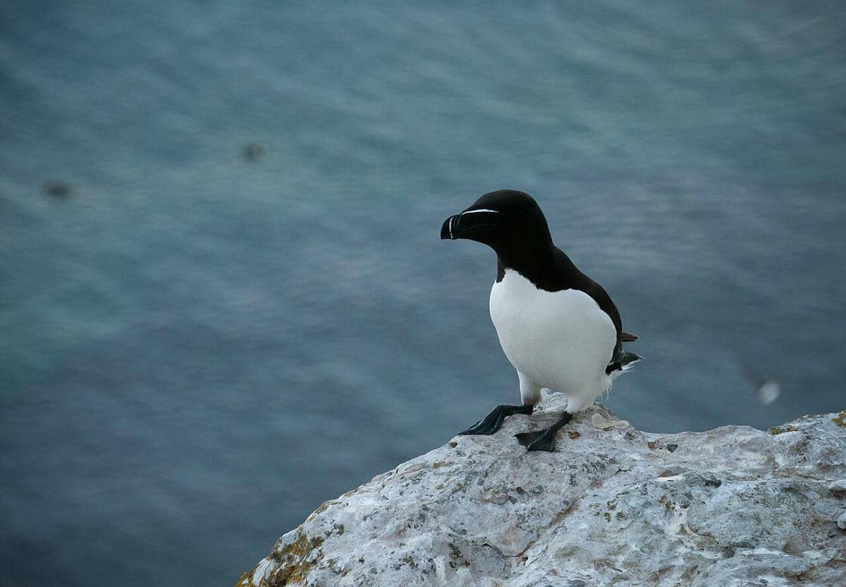 Razorbill