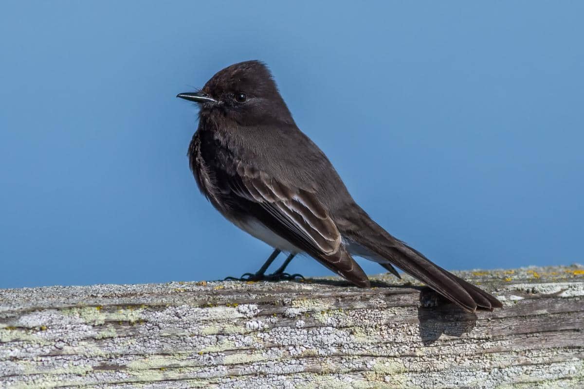 5 Fakta Black Phoebe, Burung Penangkap Serangga yang Setia pada Rumahnya