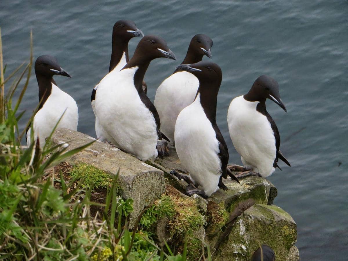 Murre berparuh tebal