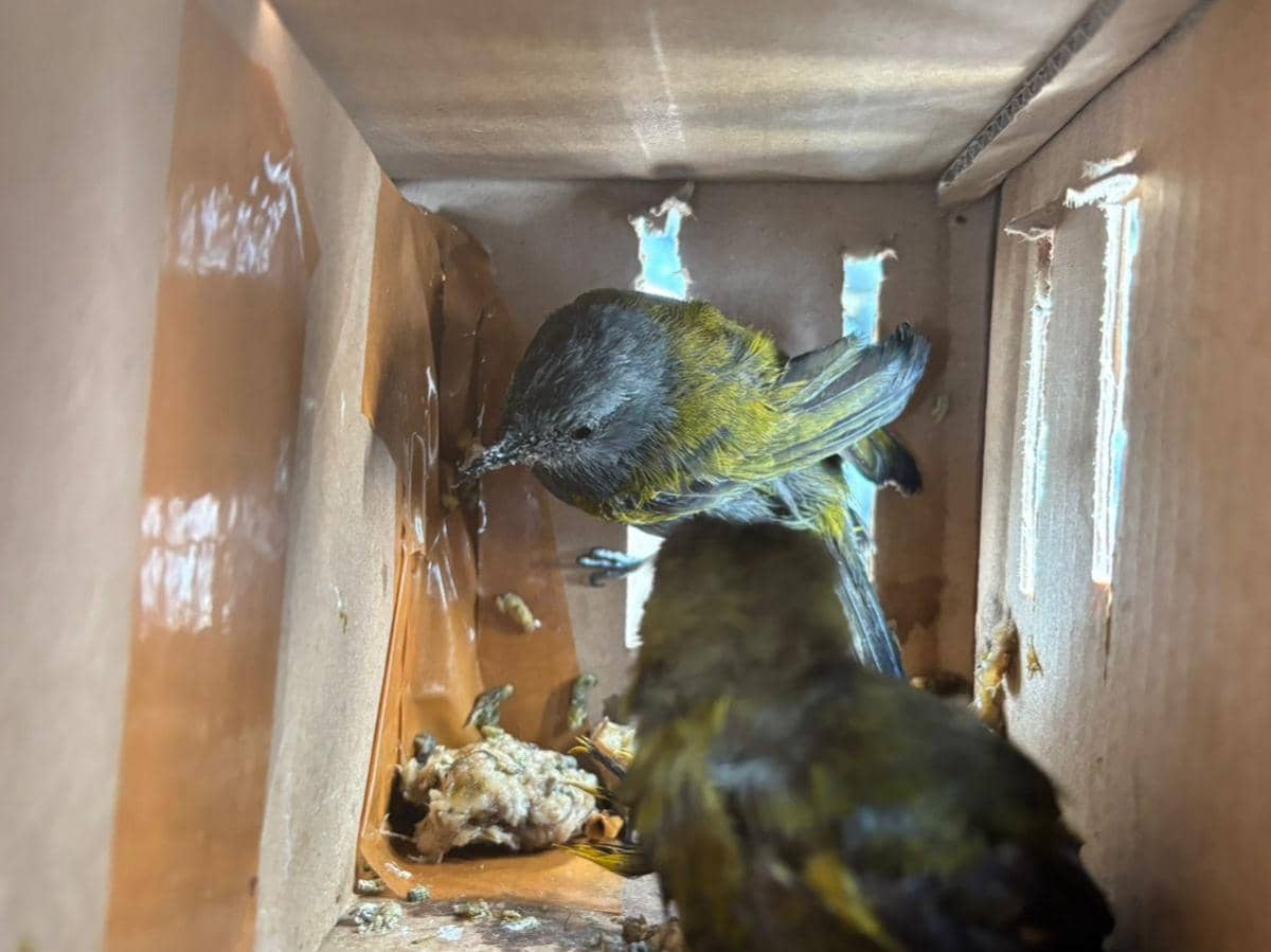 807 Burung Ilegal Disita di Bakauheni, Pelaku Didesak Bayar Pemulihan