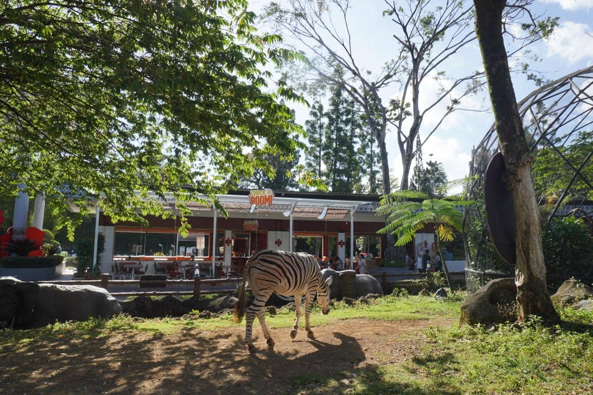 Unik, Makan Ayam Goreng Sambil Nonton Zebra di Bogor