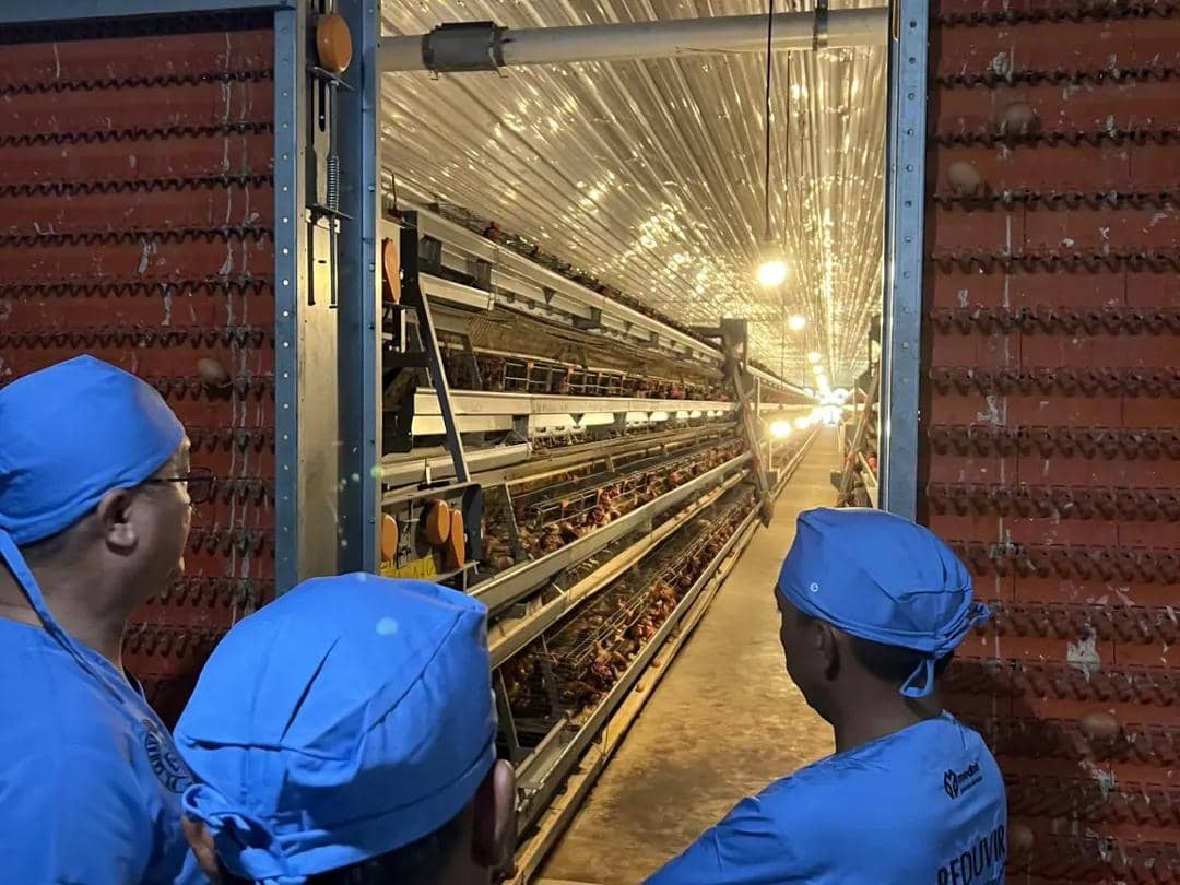 Penampakan di dalam peternakan ayam petelur dengan konsep closed house. (Dok. IDN Times)