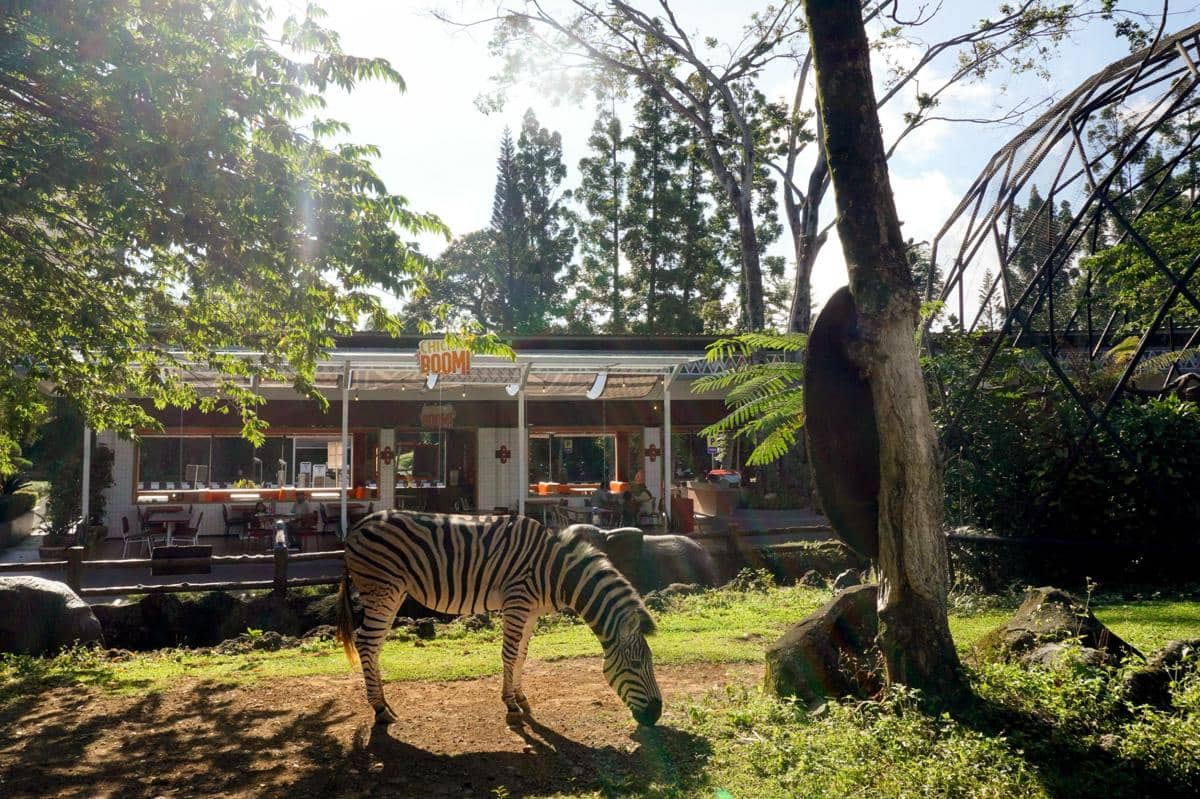 Unik, Makan Ayam Goreng Sambil Nonton Zebra Afrika di Bogor