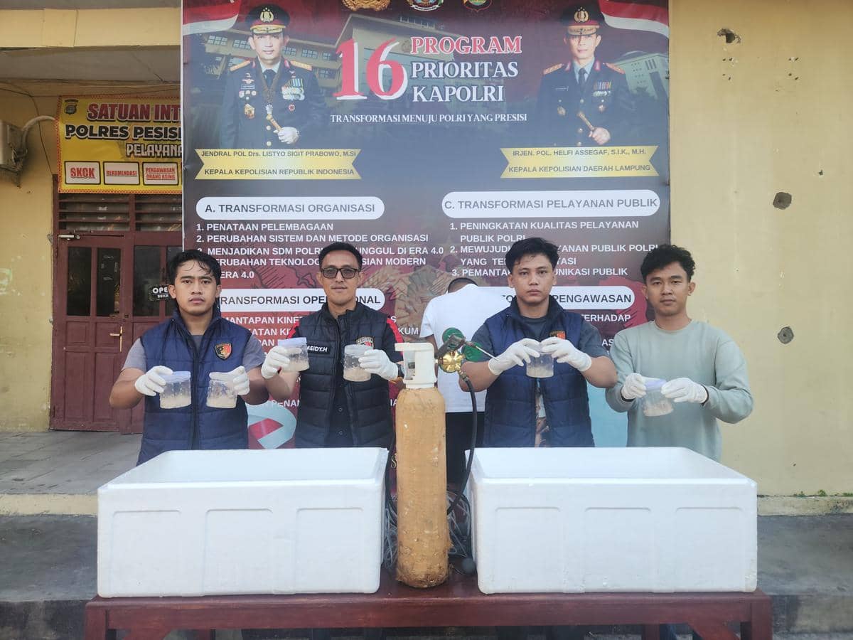 Terbongkar! Sindikat Benih Lobster Ilegal Rp1,3 Miliar di Pesibar