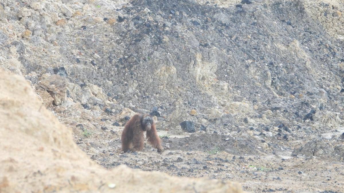 Orangutan Terdesak, Keraitan Disiapkan Jadi Areal Preservasi Pertama