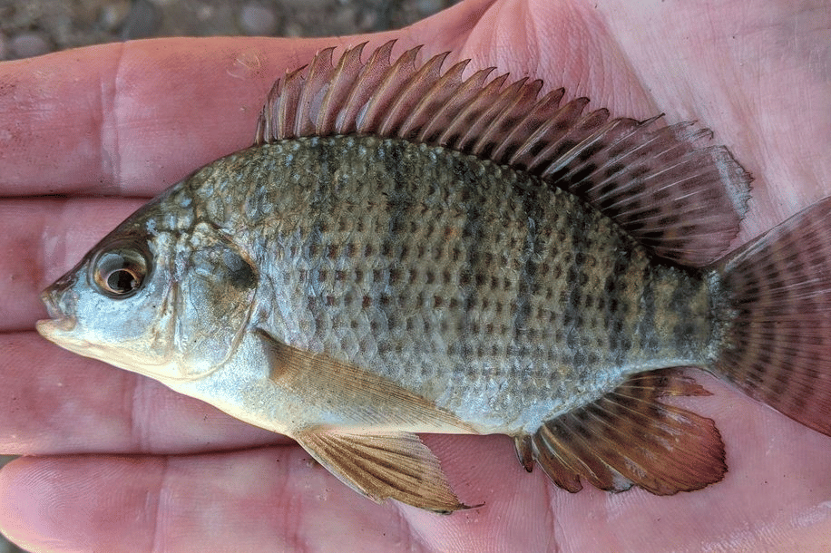 ikan nila