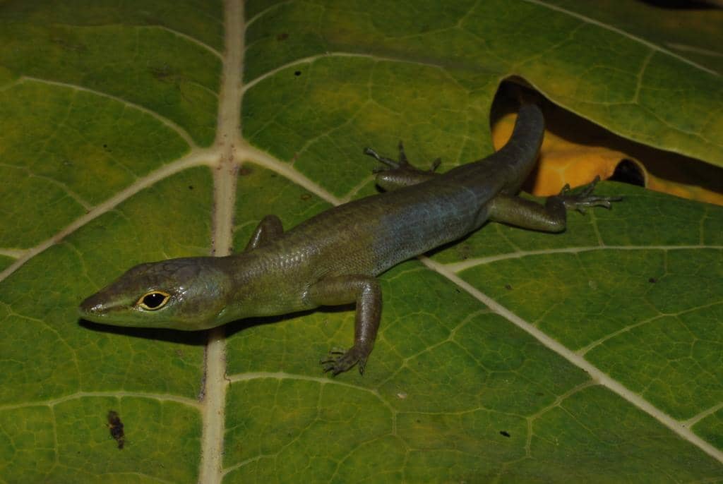 ilustrasi kadal skink prasinohaema