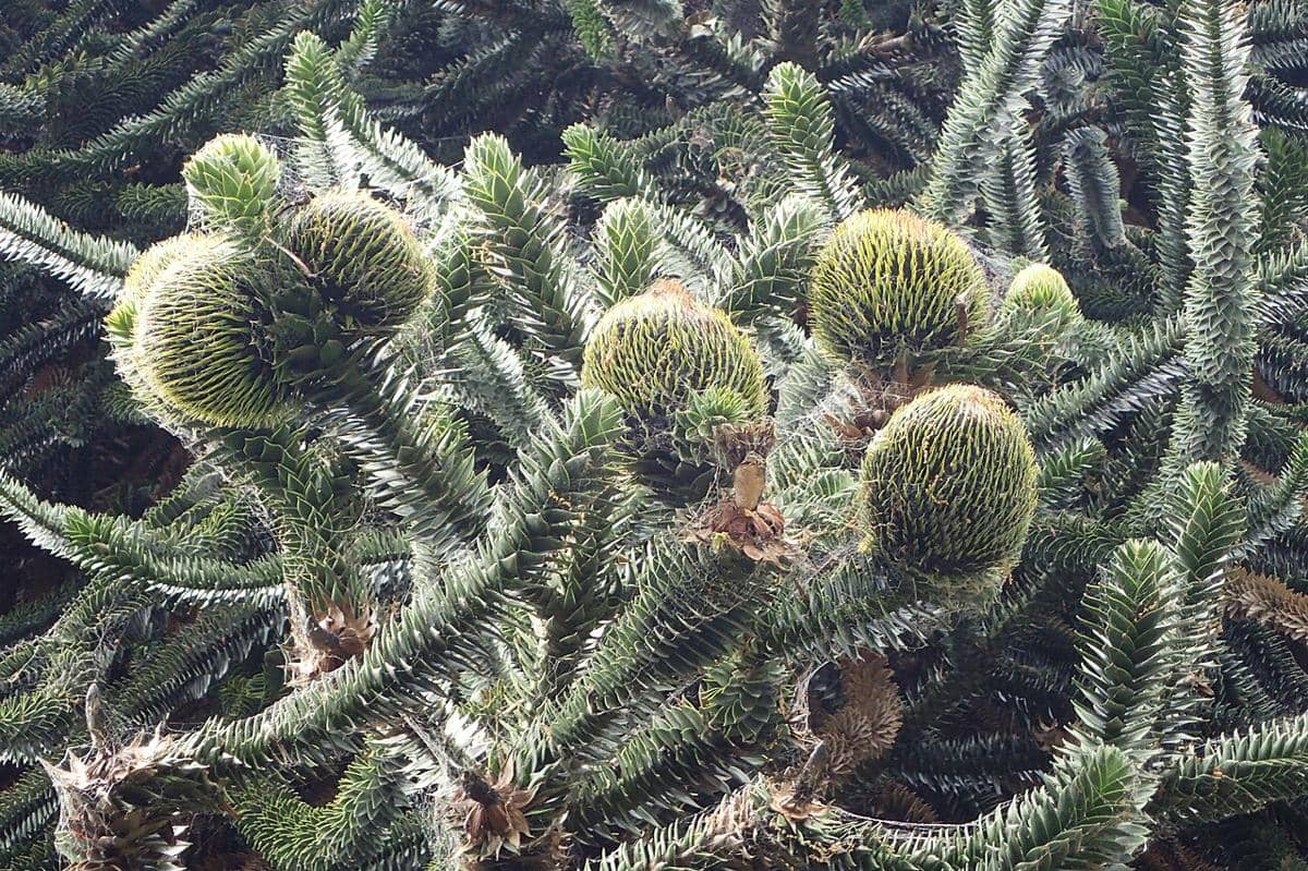 Araucaria araucana