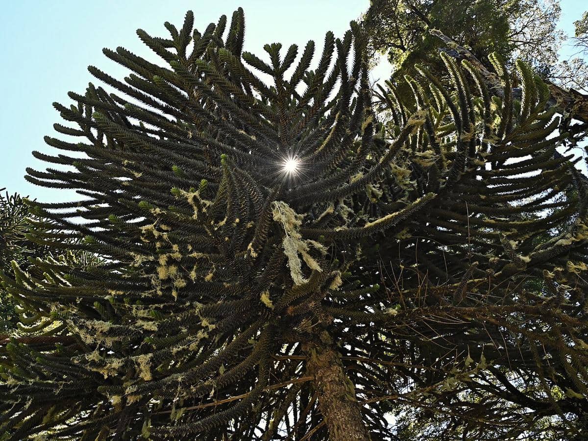 Araucaria araucana