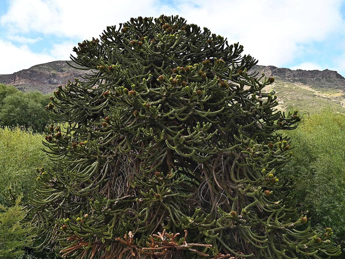 4 Fakta Unik Pohon Monkey Puzzle, Hidup Sejak Zaman Dinosaurus