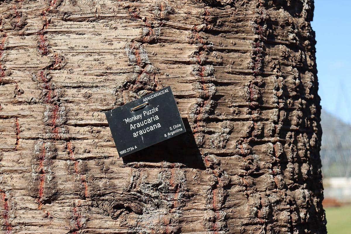 Araucaria araucana