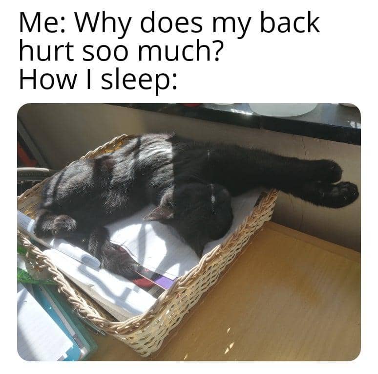 meme kucing tentang sakit punggung
