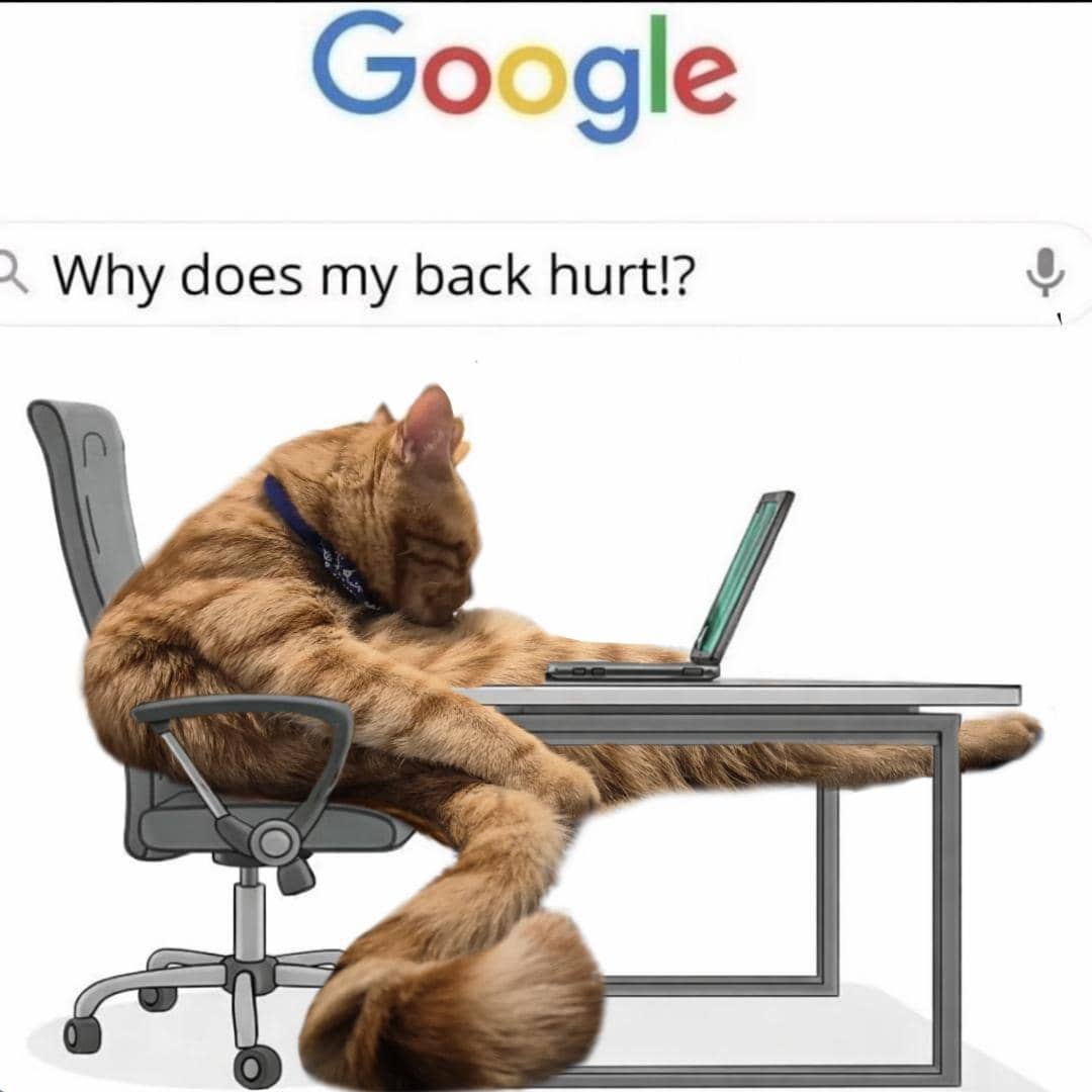 meme kucing tentang sakit punggung