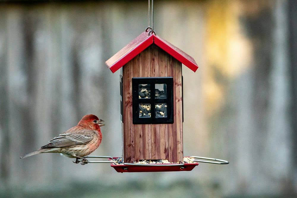 Seekor burung kecil berwarna merah cokelat hinggap di tempat pakan burung berbentuk rumah kayu dengan atap merah.