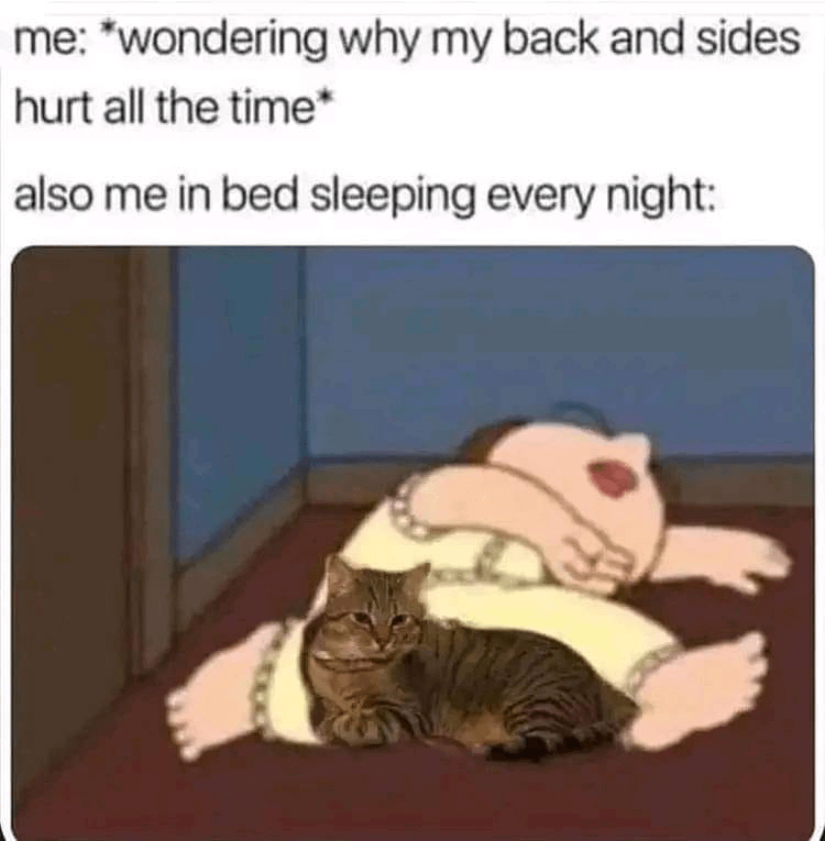 meme kucing tentang sakit punggung