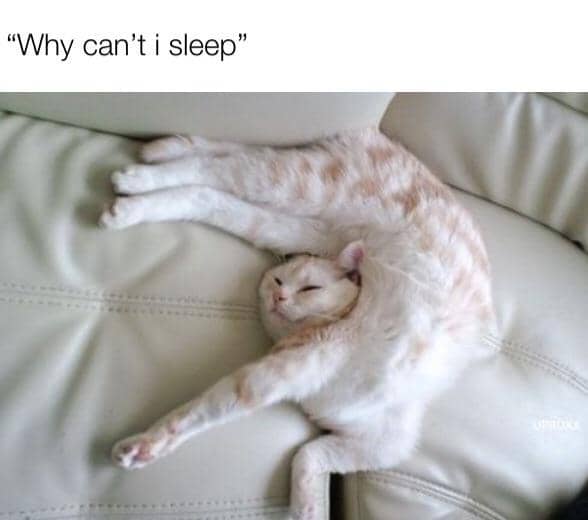 meme kucing tentang sakit punggung