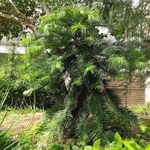 Wollemia nobilis