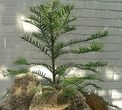 Wollemia nobilis