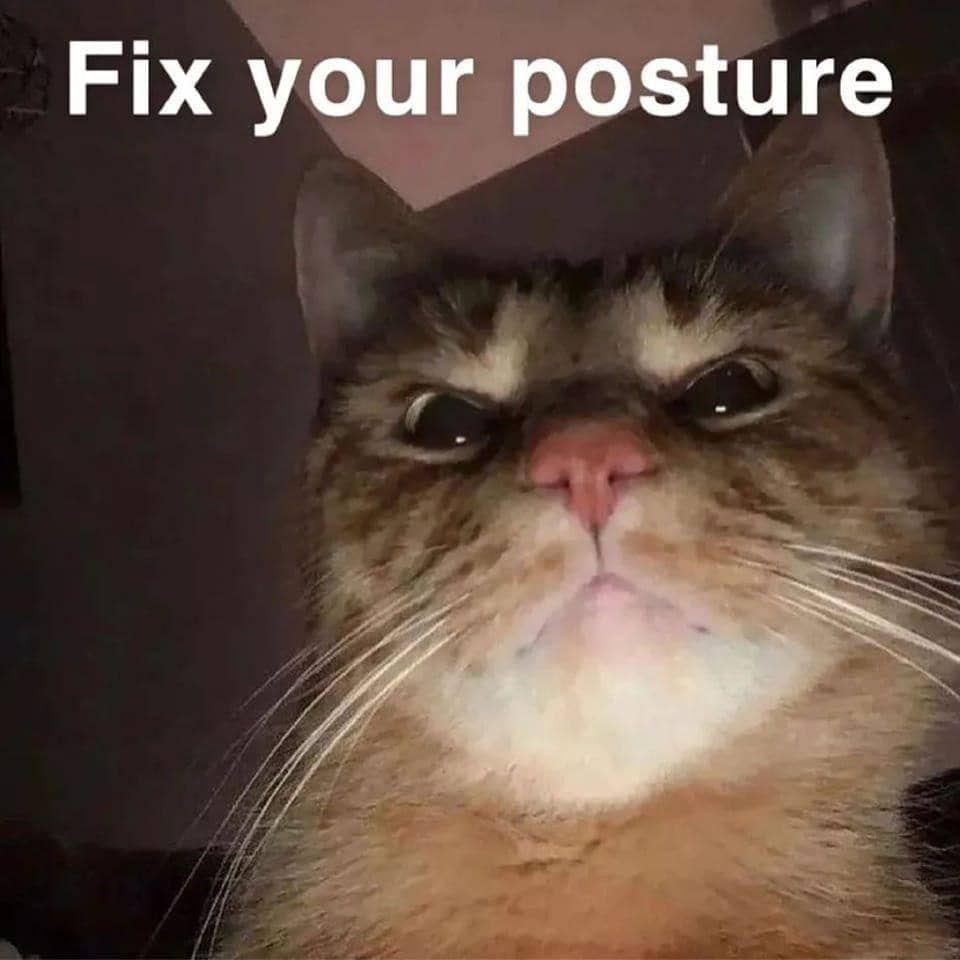 meme kucing tentang sakit punggung