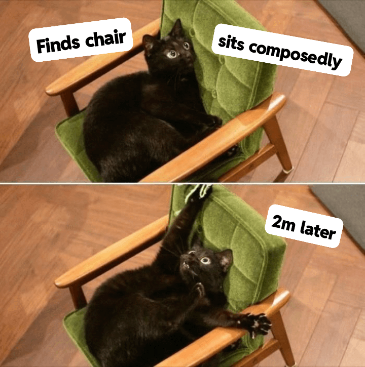 meme kucing tentang sakit punggung