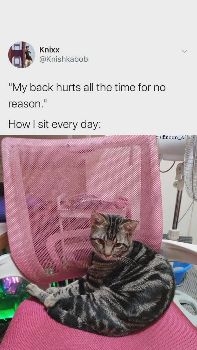 meme kucing tentang sakit punggung
