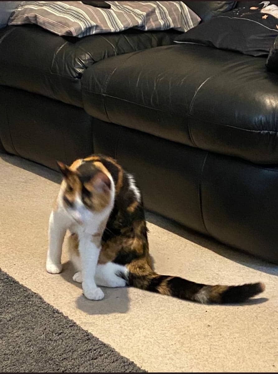 meme kucing tentang sakit punggung