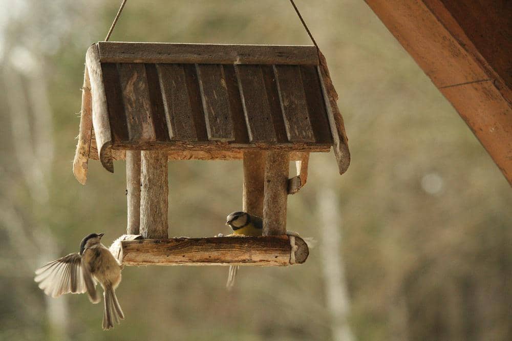 Dua burung kecil berada di tempat pakan burung gantung berbahan kayu dengan latar belakang alam yang lembut dan kabur.