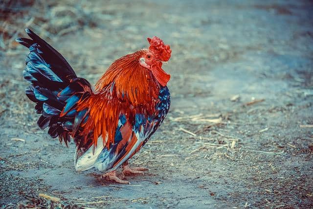 5 Fakta Ayam Bekisar, Ayam Kebanggaan Jawa Timur