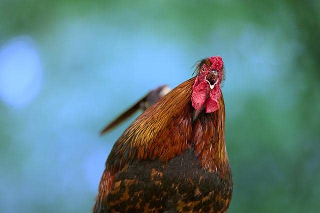 ilustrasi ayam
