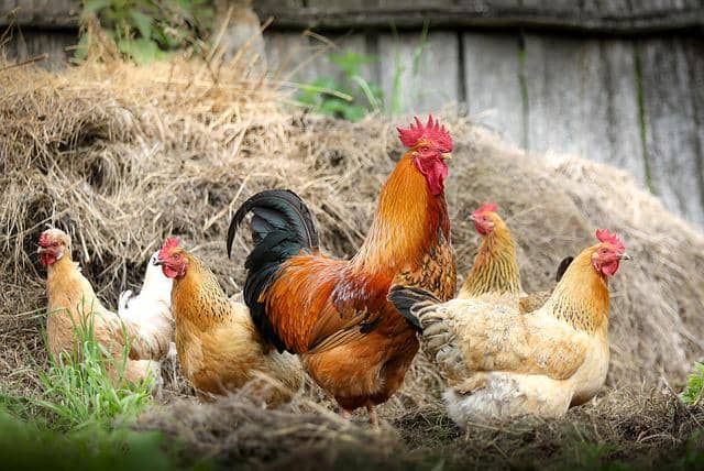 ilustrasi ayam