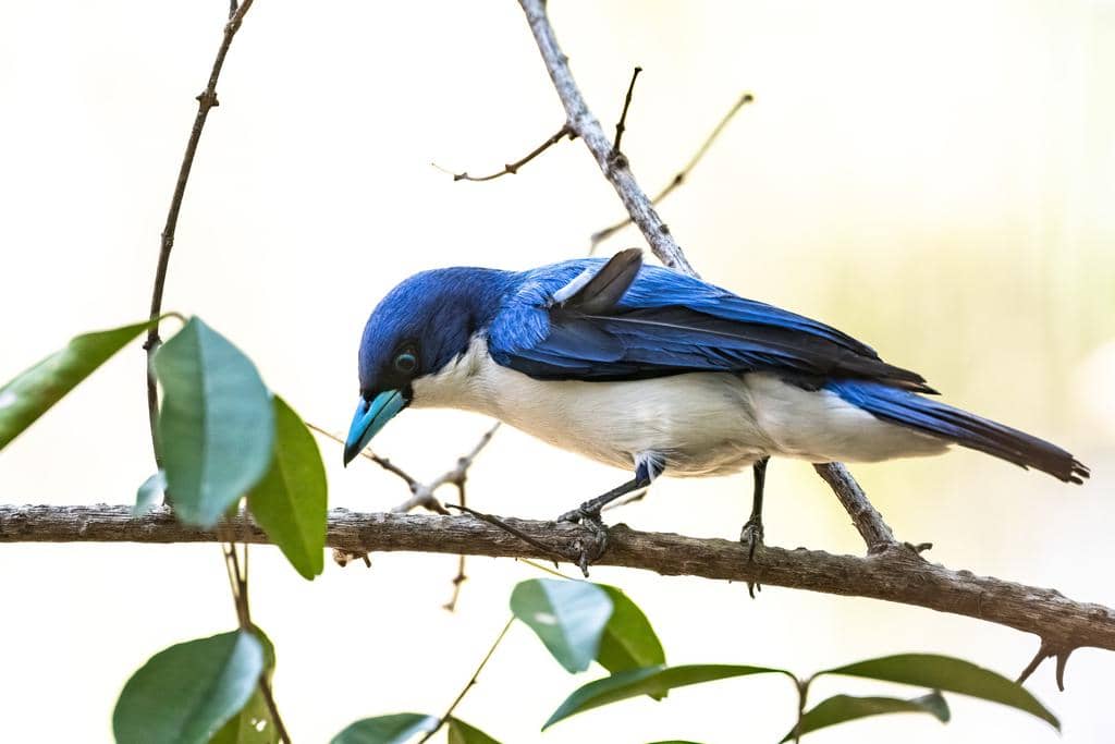 Burung Cyanolanius madagascarinus
