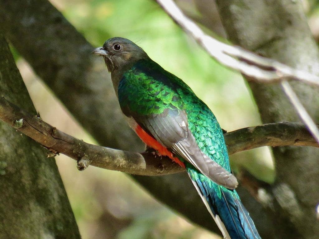 5 Fakta Eared Quetzal, Kerabat Quetzal yang Hidup di Hutan Pegunungan