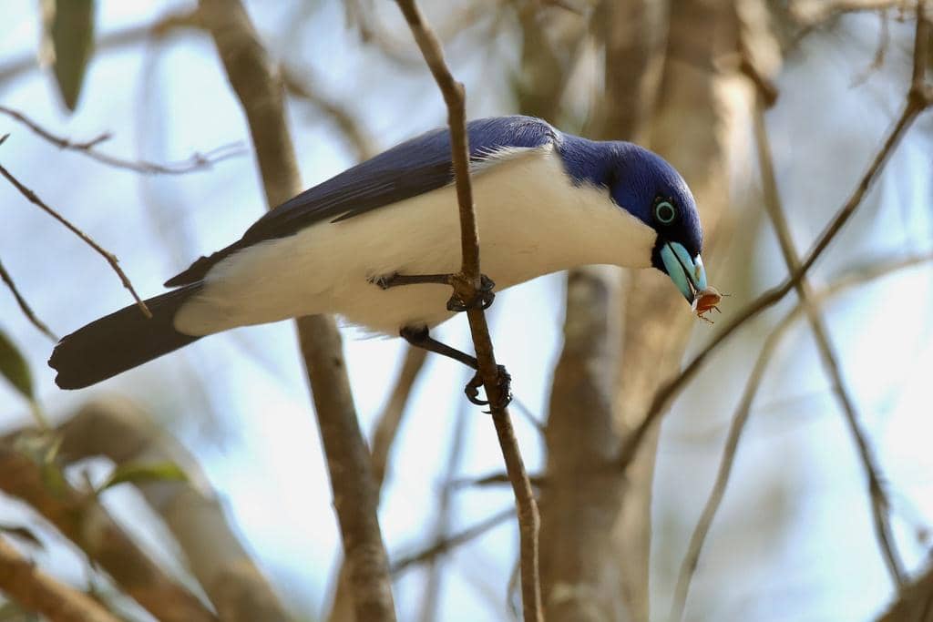 Burung Cyanolanius madagascarinus