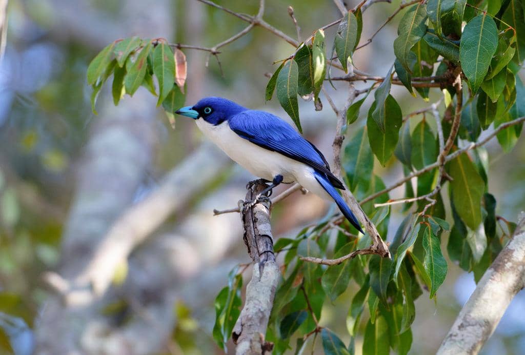 Burung Cyanolanius madagascarinus