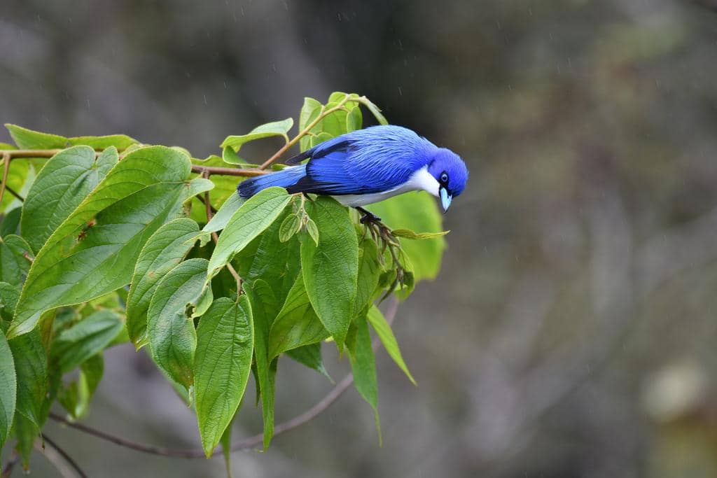 Burung Cyanolanius madagascarinus