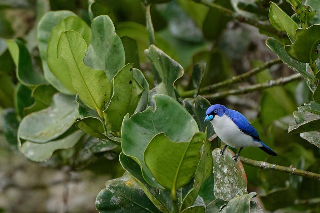 Burung Cyanolanius madagascarinus